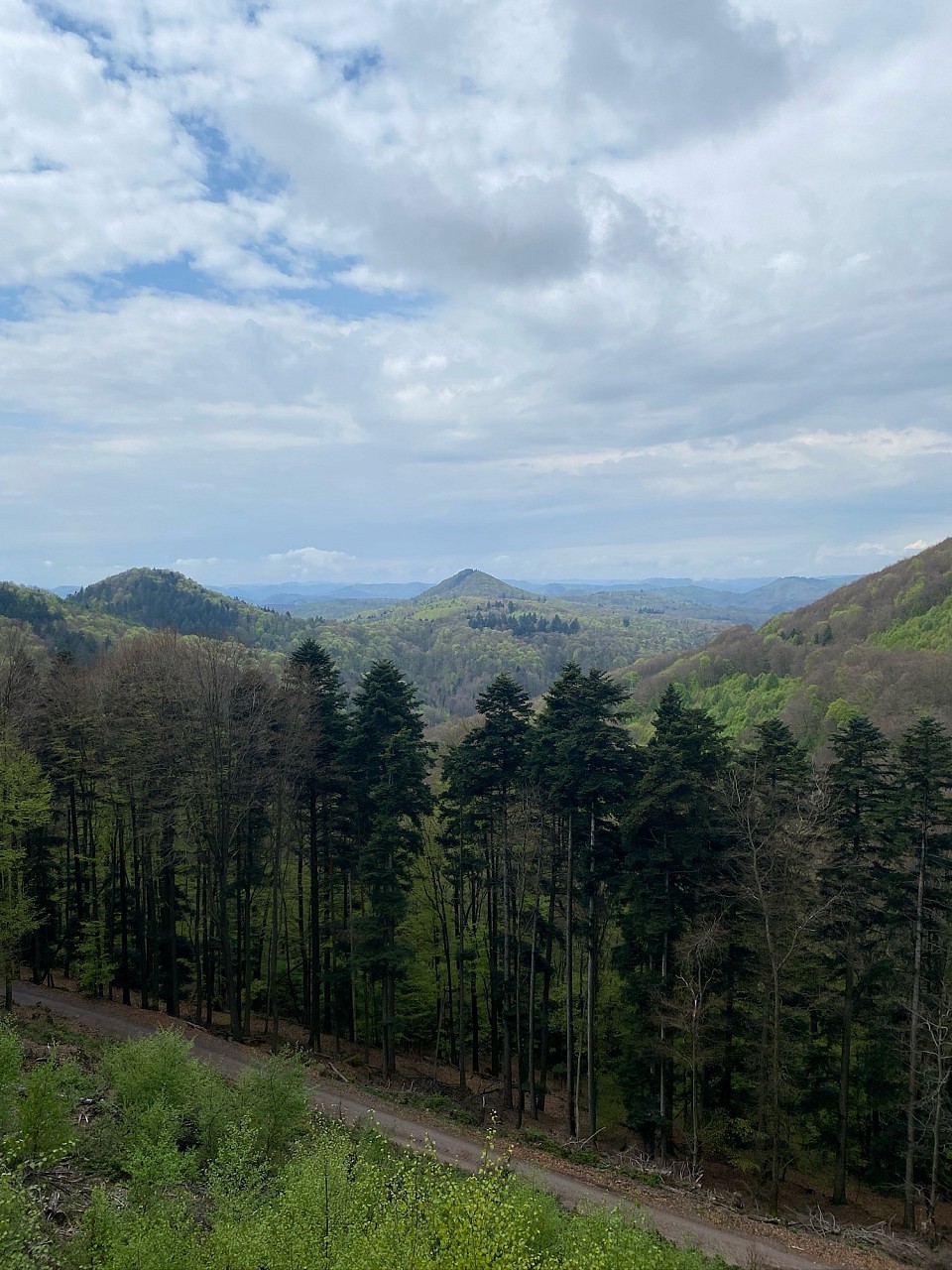 Pfälzer Wald bei Hauenstein.