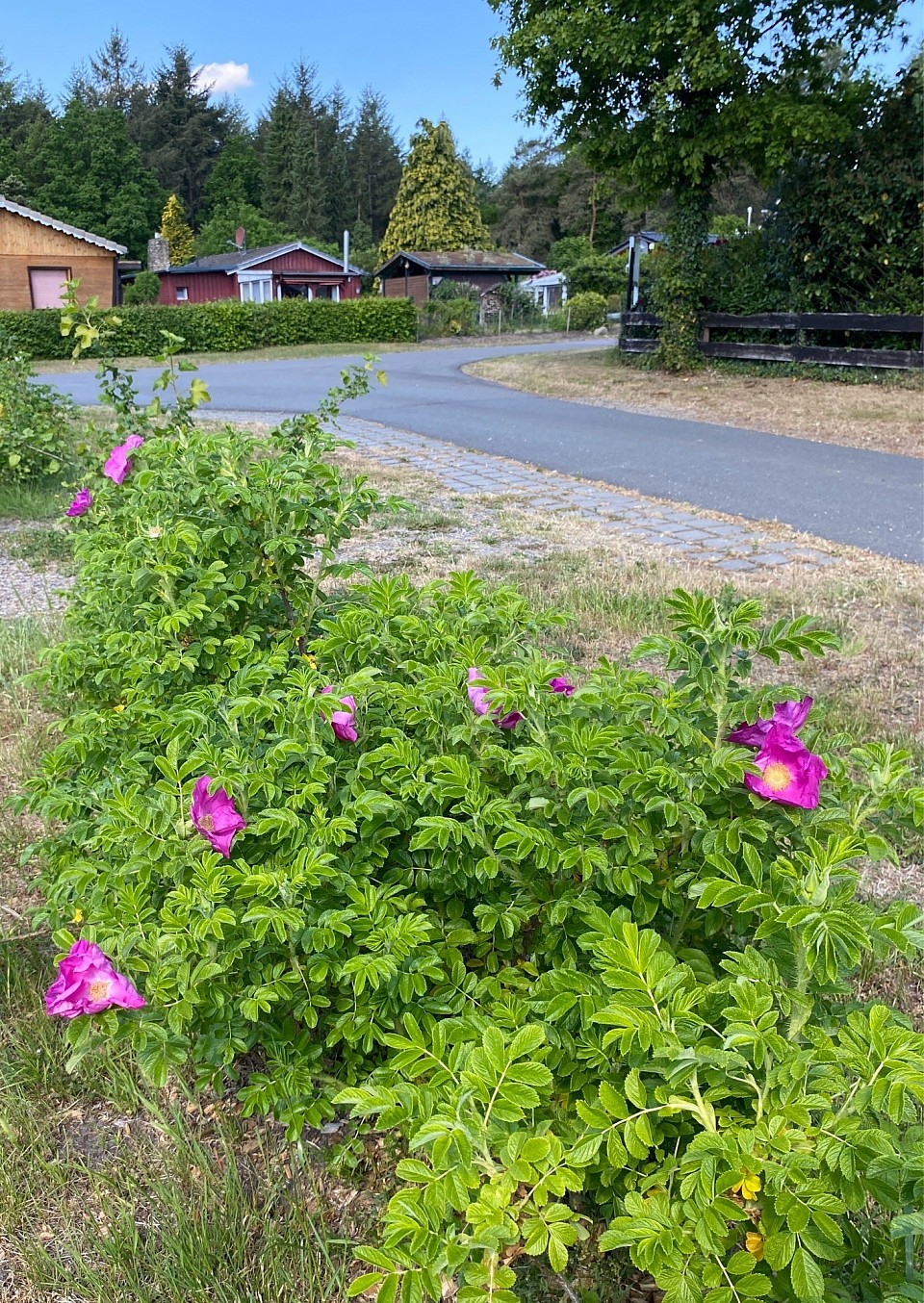 Röschen.