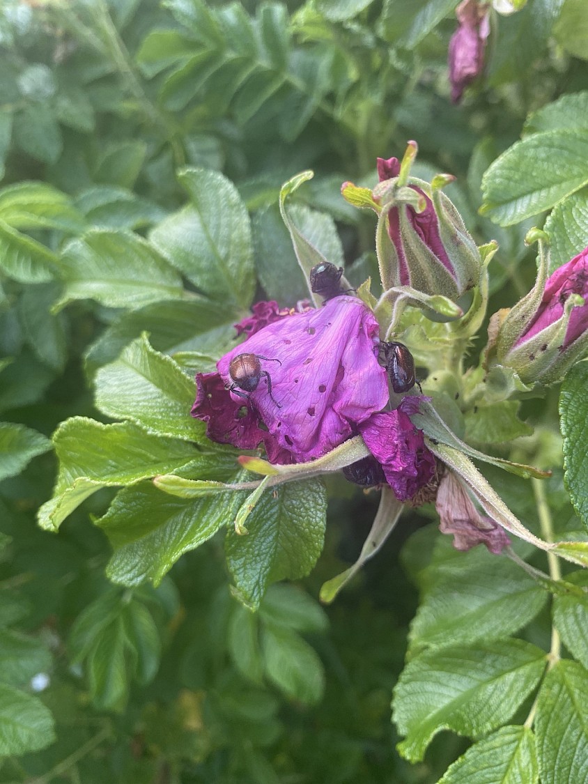 Ungebetene Gäste, Gartenlaubkäfer fressen die Rosen auf. 🤬