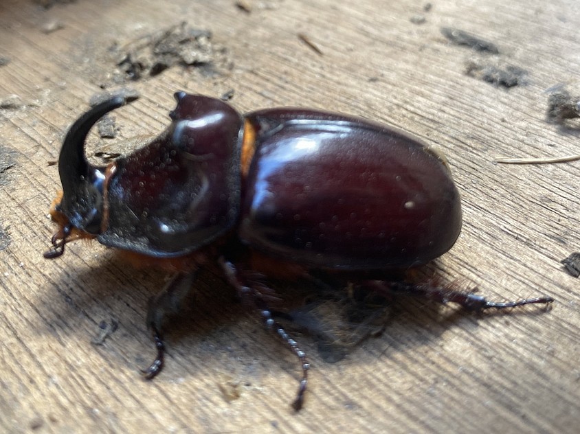 Ein neuer Gast im Garten, Nashornkäfer.